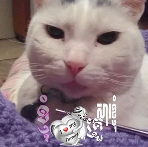 Meet your Posher, Donna